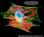 Albino Swiss Mouse Embryo Fibroblast Cell (3T3)