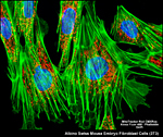 Albino Swiss Mouse Embryo Fibroblast Cells (3T3)