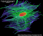Albino Swiss Mouse Embryo Fibroblast Cell (3T3)